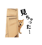 柴犬マコと、 マニアック（個別スタンプ：30）