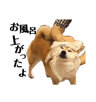 柴犬マコと、 マニアック（個別スタンプ：31）