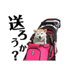 柴犬マコと、 マニアック（個別スタンプ：35）