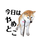 柴犬マコと、 マニアック（個別スタンプ：36）