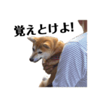 柴犬マコと、 マニアック（個別スタンプ：37）