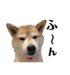 柴犬マコと、 マニアック（個別スタンプ：38）