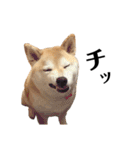 柴犬マコと、 マニアック（個別スタンプ：39）
