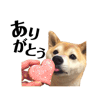 柴犬マコと、 マニアック（個別スタンプ：40）