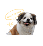 ミルは犬です。（個別スタンプ：1）