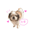 ミルは犬です。（個別スタンプ：2）