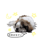 ミルは犬です。（個別スタンプ：3）