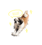 ミルは犬です。（個別スタンプ：4）