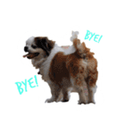 ミルは犬です。（個別スタンプ：5）