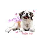 ミルは犬です。（個別スタンプ：6）