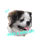 ミルは犬です。（個別スタンプ：7）