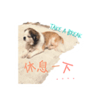 ミルは犬です。（個別スタンプ：13）