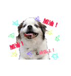 ミルは犬です。（個別スタンプ：15）