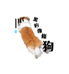 ミルは犬です。（個別スタンプ：16）