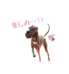 イタグレ バニラ・マロンの日常（個別スタンプ：8）