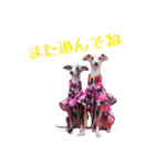 イタグレ バニラ・マロンの日常（個別スタンプ：16）
