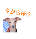 イタグレ バニラ・マロンの日常（個別スタンプ：22）
