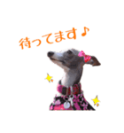 イタグレ バニラ・マロンの日常（個別スタンプ：23）
