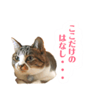 ぴぃちゃん②（個別スタンプ：1）