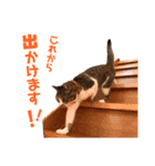 ぴぃちゃん②（個別スタンプ：2）