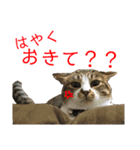 ぴぃちゃん②（個別スタンプ：3）