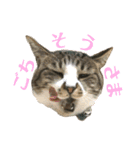 ぴぃちゃん②（個別スタンプ：5）
