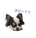 こてっちゃんスタンプ（個別スタンプ：1）