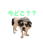 こてっちゃんスタンプ（個別スタンプ：4）