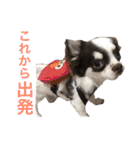 こてっちゃんスタンプ（個別スタンプ：5）
