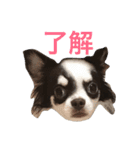 こてっちゃんスタンプ（個別スタンプ：6）