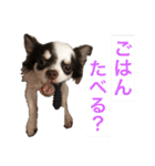 こてっちゃんスタンプ（個別スタンプ：7）