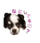 こてっちゃんスタンプ（個別スタンプ：12）