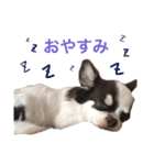 こてっちゃんスタンプ（個別スタンプ：16）