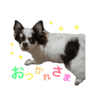 こてっちゃんスタンプ（個別スタンプ：19）