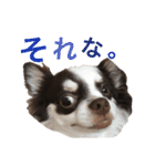 こてっちゃんスタンプ（個別スタンプ：21）