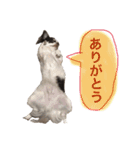 こてっちゃんスタンプ（個別スタンプ：24）
