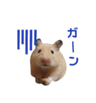 キンクマ、カラーハムスターの家族（個別スタンプ：7）