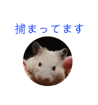 キンクマ、カラーハムスターの家族（個別スタンプ：18）