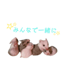 キンクマ、カラーハムスターの家族（個別スタンプ：20）
