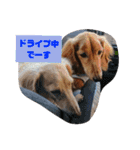 ダックスその他の愉快な仲間たちの日常4（個別スタンプ：10）