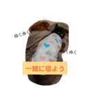 ダックスその他の愉快な仲間たちの日常4（個別スタンプ：11）