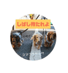 ダックスその他の愉快な仲間たちの日常4（個別スタンプ：16）