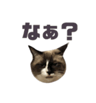 宮猫ミュー太2（個別スタンプ：1）