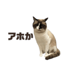 宮猫ミュー太2（個別スタンプ：3）