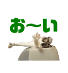 宮猫ミュー太2（個別スタンプ：6）