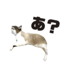 宮猫ミュー太2（個別スタンプ：16）