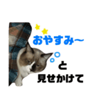 宮猫ミュー太2（個別スタンプ：23）