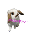 耳垂れうさぎの挨拶スタンプ（個別スタンプ：5）