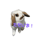 耳垂れうさぎの挨拶スタンプ（個別スタンプ：6）