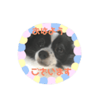 coco_papillon（個別スタンプ：1）